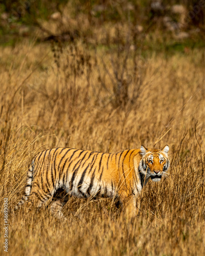 wild female bengal tiger or panthera tigris tigris side profile with eye contact in grassland of dhikala zone of jim corbett national park forest or tiger reserve uttarakhand india asia