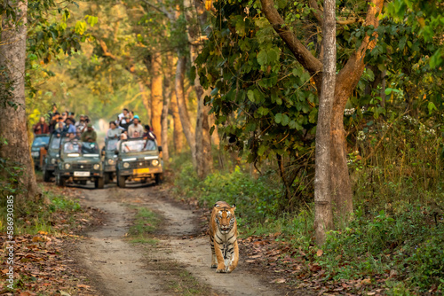 wild female tiger or panthera tigris a showstopper on morning stroll in her territory and blurred safari vehicles tourist in background at pilibhit national park forest reserve uttar pradesh india photo