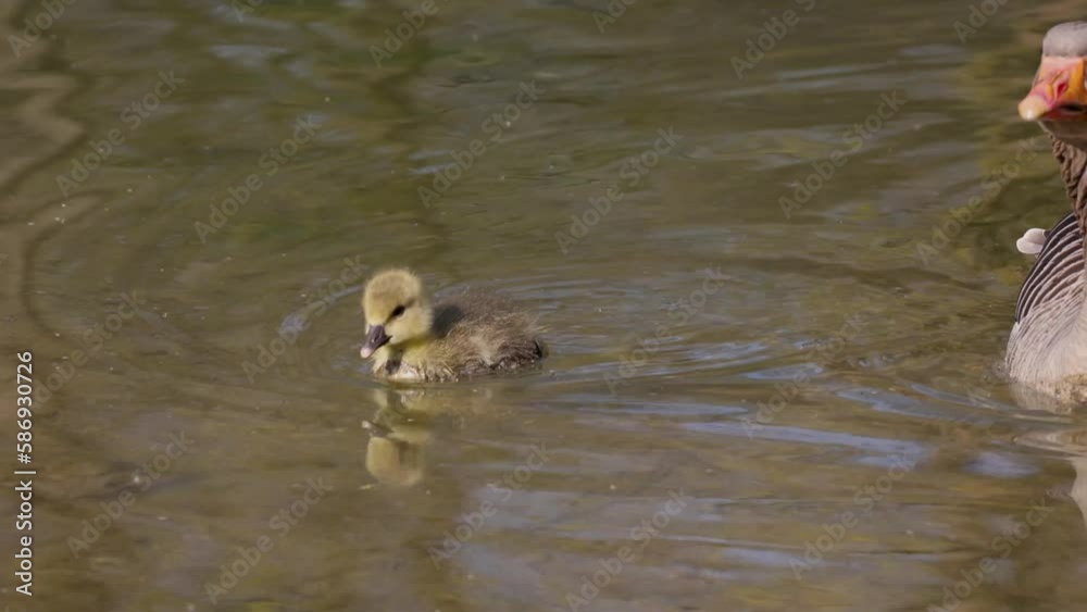 Close up of a beautiful yellow fluffy greylag goose baby gosling in spring, Anser anser is a species of large goose in the waterfowl family Anatidae Close up of a beautiful yellow fluffy greylag goose baby gosling in spring, Anser anser is a species of large goose in the waterfowl family Anatidae