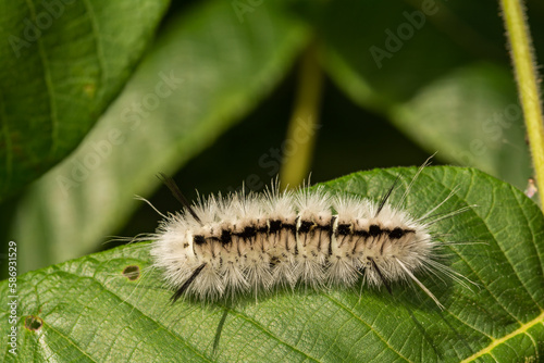Vászonkép Hickory Tussock Moth Caterpillar - Lophocampa caryae