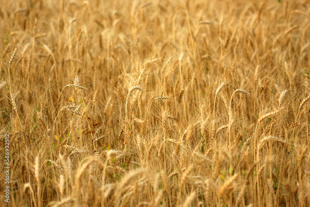 Wheat field, in the form of a homogeneous natural background or texture Wheat field, in the form of a homogeneous natural background or texture