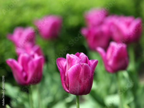 Beautiful flowers of purple tulips  close-up