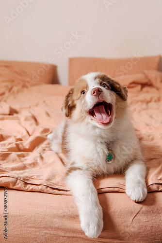 Cute Aussie puppy naps cozily on a bed. Life with dog. Puppy time. Sleeping with dog. Pet at home © OlgaOvcharenko