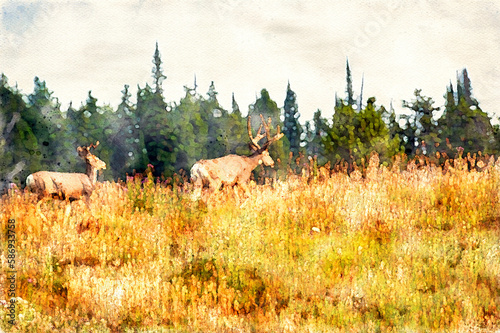 Digitally created watercolor painting of multiple mule deer Odocoileus hemionus walking over a hill in the fall time © Focused Adventures