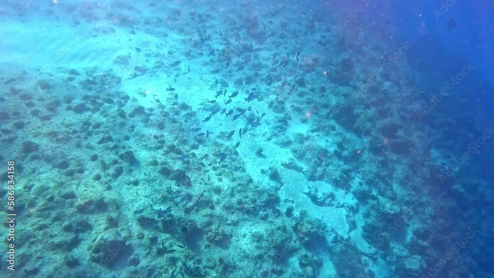 A school of Bermuda Chub swimming in the deep water rock and coral ree A school of Bermuda Chub swimming in the deep water rock and coral ree