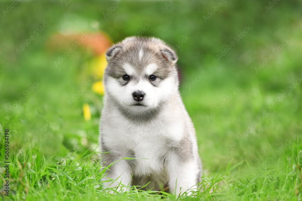 Alaskan Malamute puppy of gray and white color sits in the spring on the green grass in the park close-up