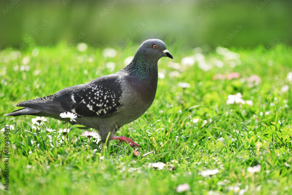 Indian Pigeon OR Rock Dove - The rock dove, rock pigeon, or common pigeon is a member of the bird family Columbidae. Pigeon in park in spring Indian Pigeon OR Rock Dove - The rock dove, rock pigeon, or common pigeon is a member of the bird family Columbidae. Pigeon in park in spring