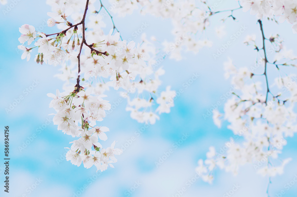 桜 桜