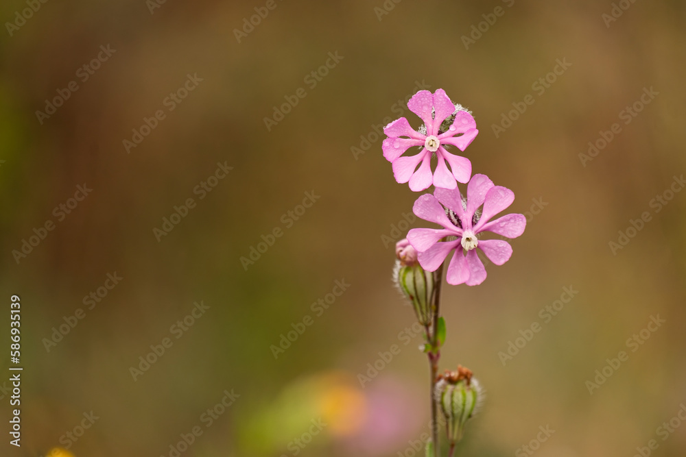 Mediterranean catchfly: a species of Campions, also known as Carmine catchfly, its botanical name is Silene Colorata. Mediterranean catchfly: a species of Campions, also known as Carmine catchfly, its botanical name is Silene Colorata.