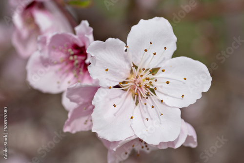 Flores de melocotonero  flor   melocotonero  rama  