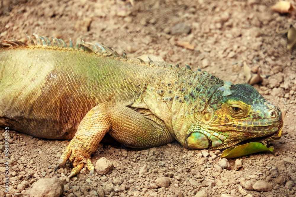 Obraz premium A green large reptile lies on the ground in Izmir Zoo, Turkey.