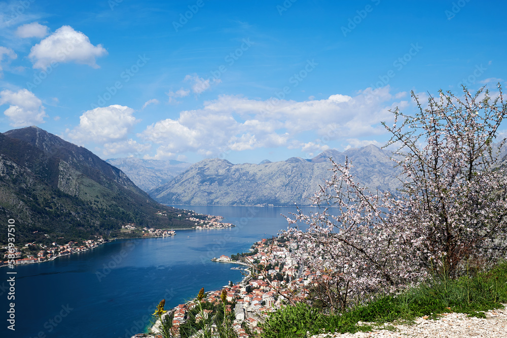 Garden with blossom almond tree high up above the beauty Kotor bay. Montenegro travel destinations and famous places