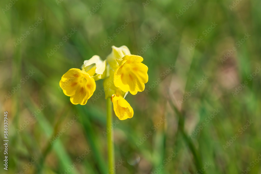 Close up of blooming cowslips in Franconian Switzerland/Germany Close up of blooming cowslips in Franconian Switzerland/Germany