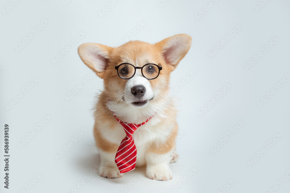 a Welsh corgi puppy in a tie and glasses on a white background a Welsh corgi puppy in a tie and glasses on a white background