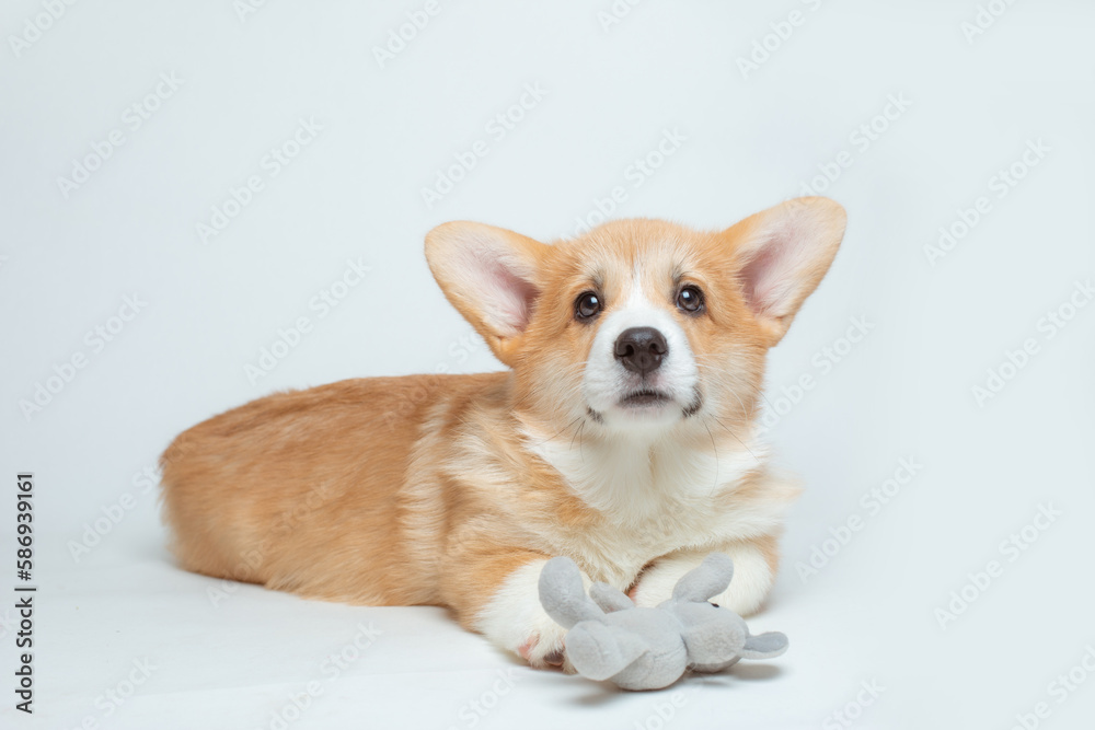 a Welsh corgi puppy plays with a soft toy on a white background a Welsh corgi puppy plays with a soft toy on a white background