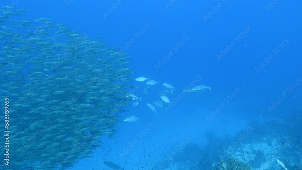 Seascape with hunting Jack fish in School of Fish, Big Eye Scad fish Seascape with hunting Jack fish in School of Fish, Big Eye Scad fish