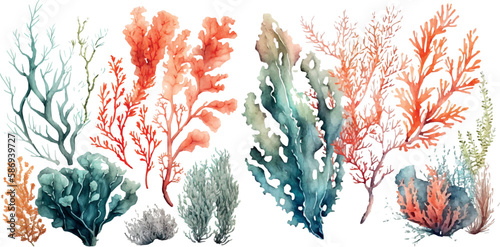 Set of vector watercolor seaweed and corals isolated on white. Sea theme, design element, decoration of water entertainment places, parks, beaches.
