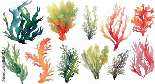 Obraz na płótnie Set of vector watercolor seaweed and corals isolated on white