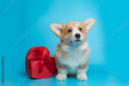 Corgi dog on the background of a red heart-shaped gift box on a blue background, Valentine's Day concept