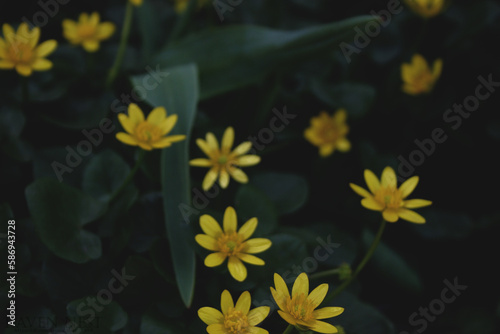 yellow flowers on black background