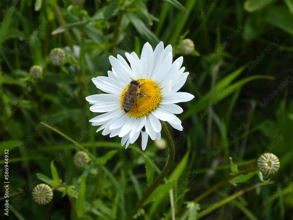 Beautiful white flower of the field chamomile, with a bee that sits on this flower Beautiful white flower of the field chamomile, with a bee that sits on this flower