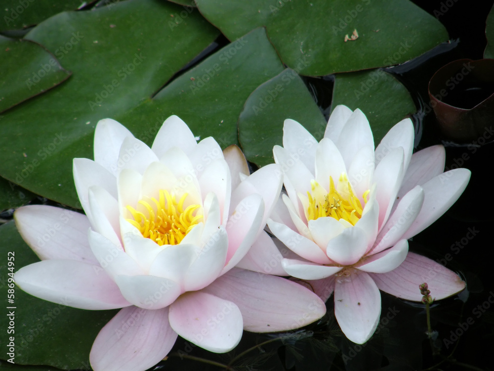 beautiful flowers of white water lilies in the pond, close-up beautiful flowers of white water lilies in the pond, close-up