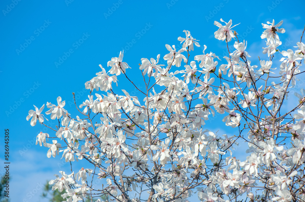 The crown of magnolia tree with white flowers against he blue sky The crown of magnolia tree with white flowers against he blue sky
