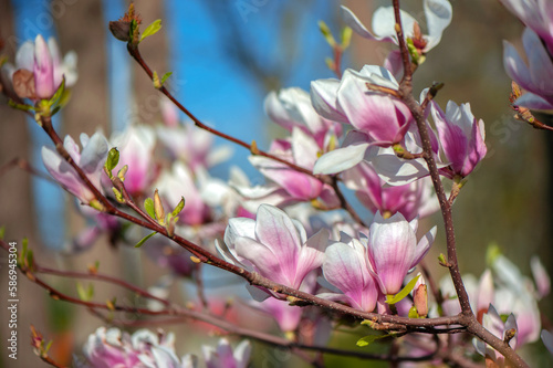 The branches of blooming magnolia under the sunny sky