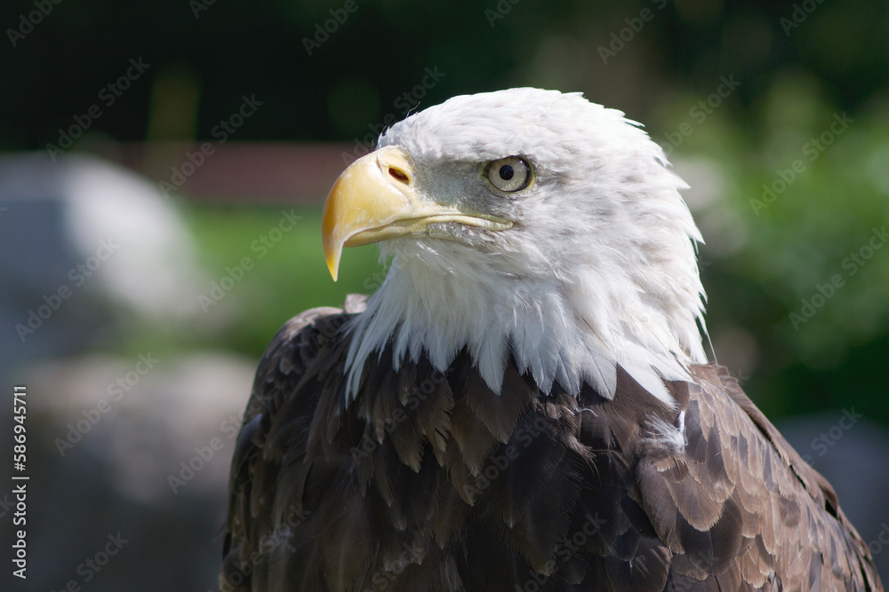 head of american bald eagle head of american bald eagle