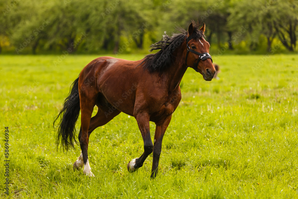 portrait of a chestnut horse in a summer field portrait of a chestnut horse in a summer field