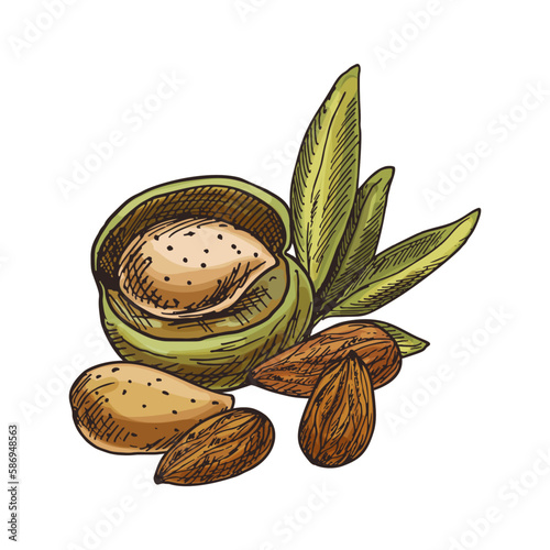 Almond nut vector sketch. Image of healthy food. Hand drawn nuts clipart. Baking and cooking tree seed ingredient for vegan or vegetarian nutrition. Culinary and agriculture, vitamin and harvest theme