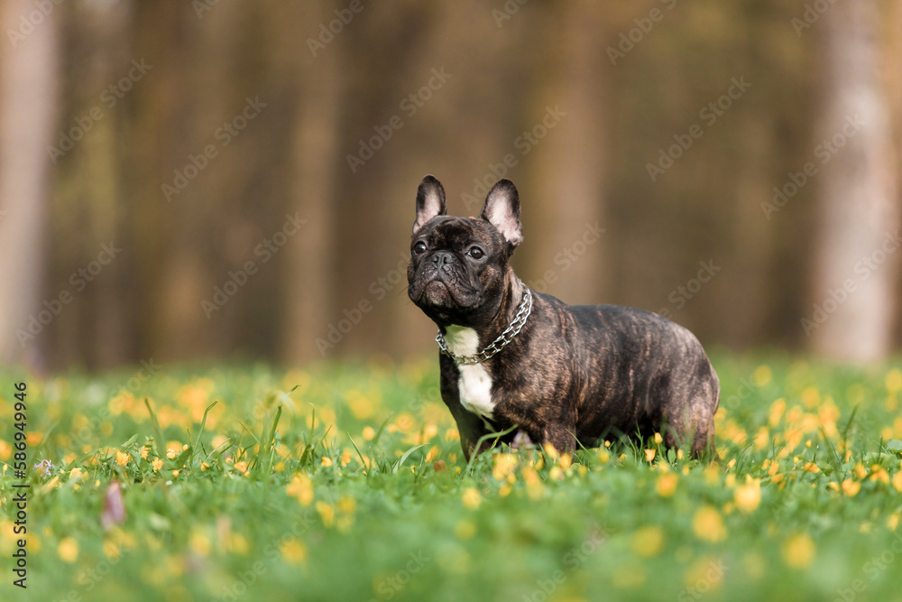 A french bulldog standing in a field of flowers