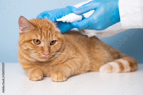 A veterinarian drops drops into the ears of a red cat on a blue background. The concept of examining and treating pets