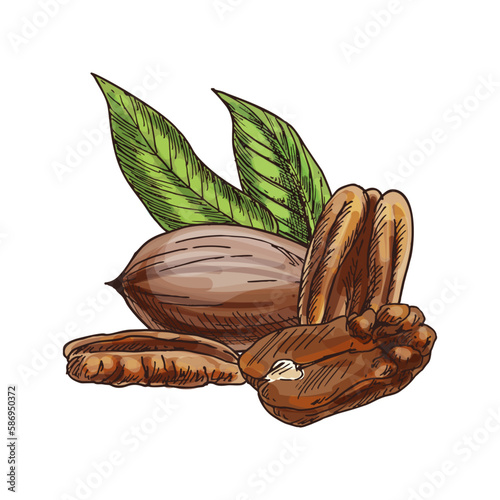 Food sketch of pecan nut. Vector clipart of edible ingredient. Healthy nutrition with omega-3 vitamin for keto diet. Nutty vegan and vegetarian nutrient for culinary. Agriculture and botany, superfood