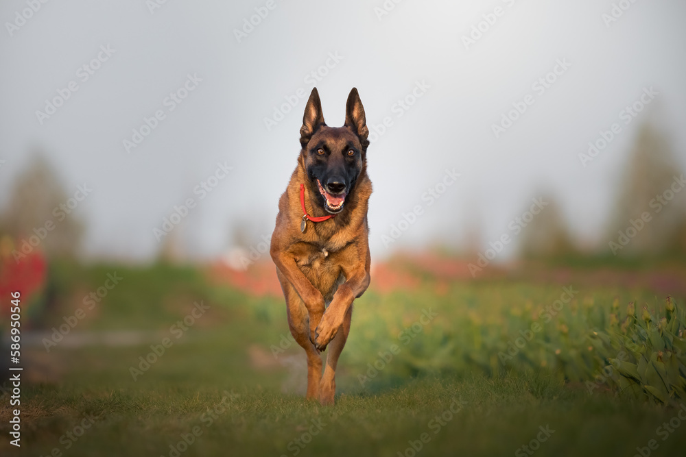 Malinois dog in a field of tulips