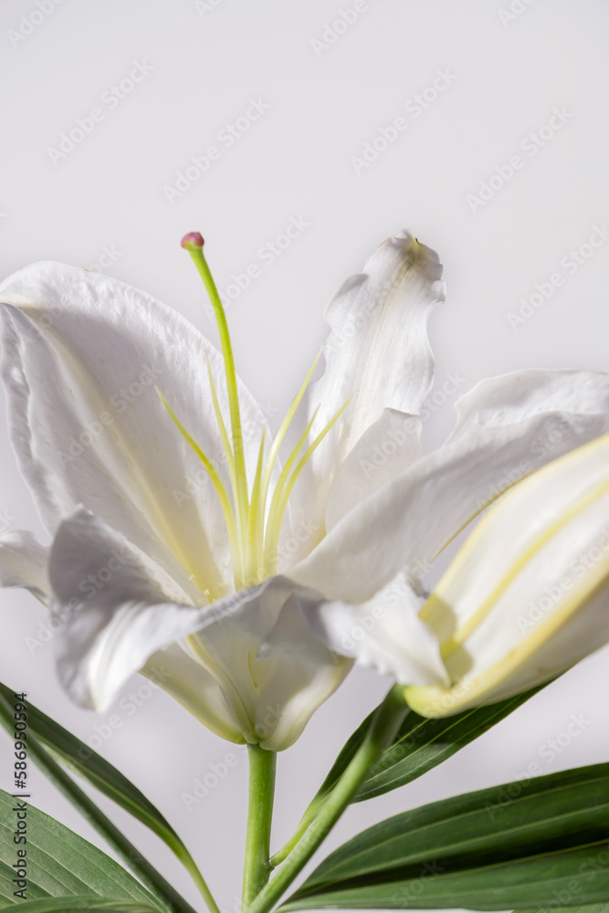 Fototapeta premium Lilly flowers on white background. Flora wallpaper backdrop.