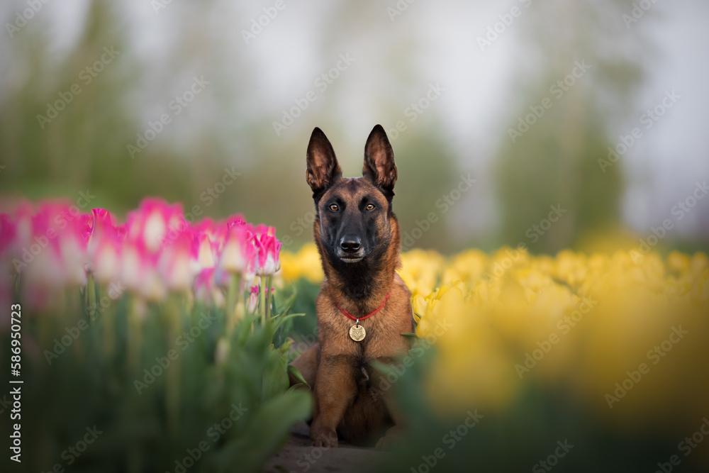Malinois dog in a field of tulips Malinois dog in a field of tulips