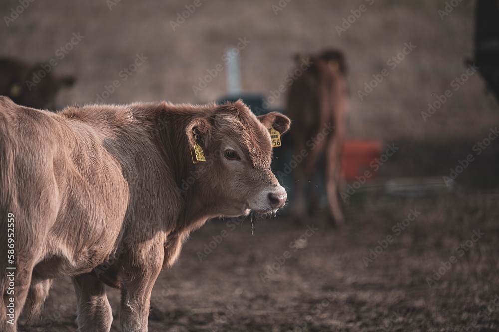 Glanrinder auf der Weide im ganzheitlichen Weidemanagement Glanrinder auf der Weide im ganzheitlichen Weidemanagement