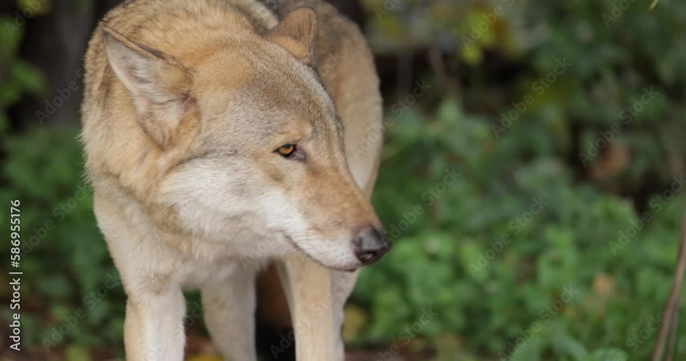 stockvideo-wolf-canis-lupus-also-known-as-the-gray-wolf-is-the