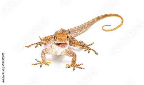 Cuban brown anole, Bahaman or De la Sagras anole - Anolis sagrei - side front view looking at camera. isolated on white background, detail throughout photo