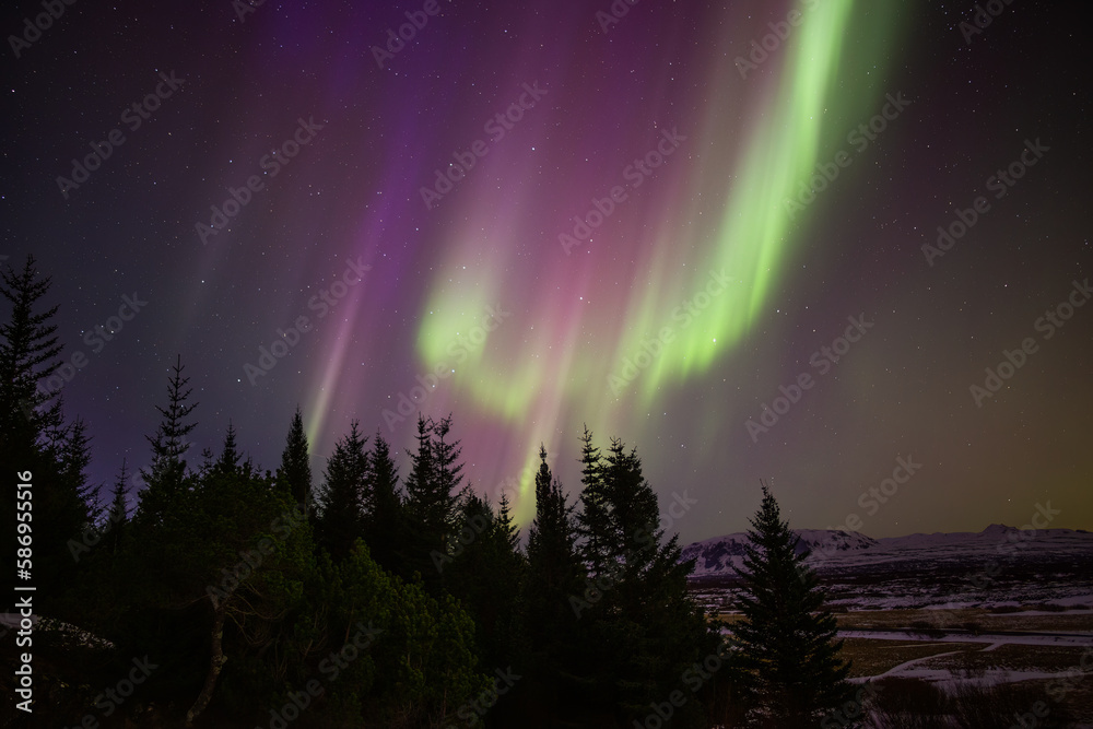Colorful aurora borealis over forest trees, Thingvellir Iceland