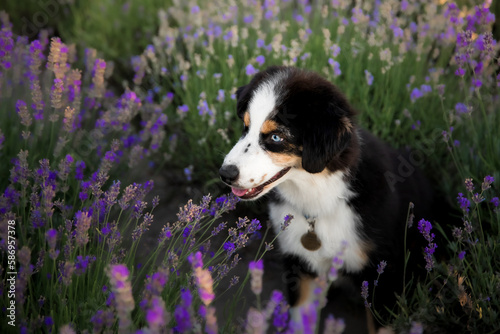 A dog in a field of lavender with blue eyes