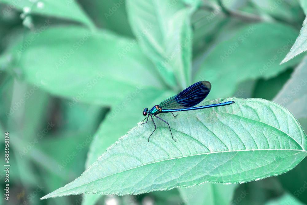 Fototapeta premium Blue dragonfly on a plant leaf in nature outdoors. Mint toning. The concept of the harmony of nature. Amazing beautiful artistic depiction of beauty.