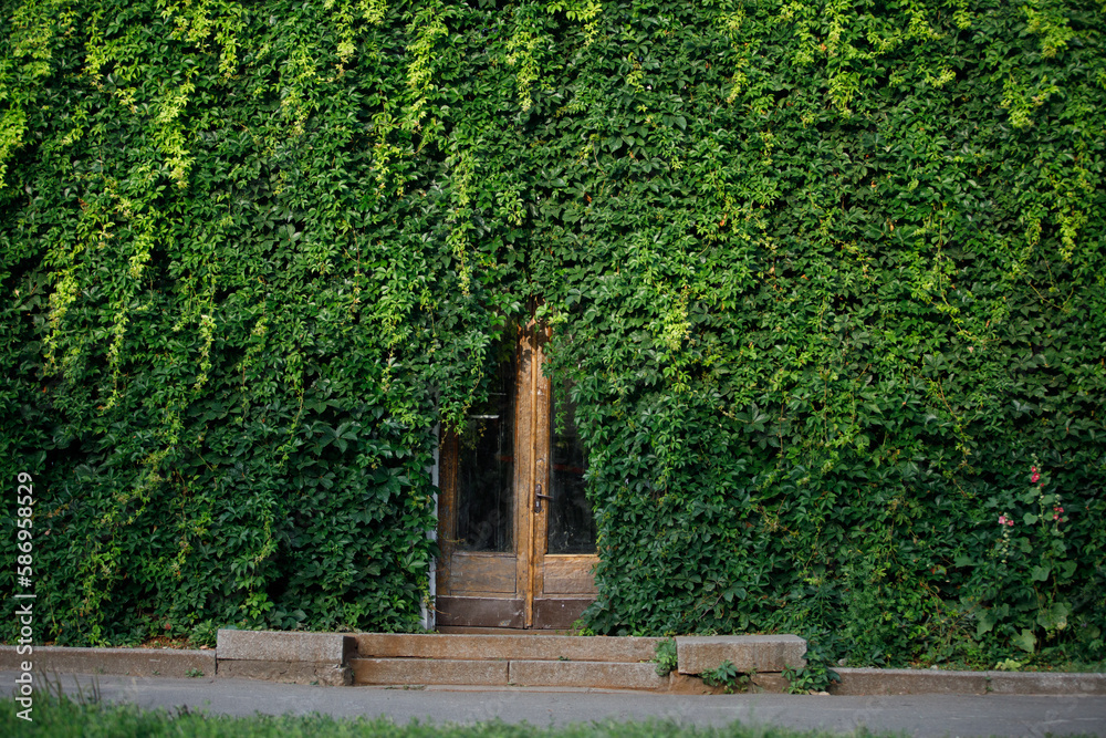A door in a wall of ivy