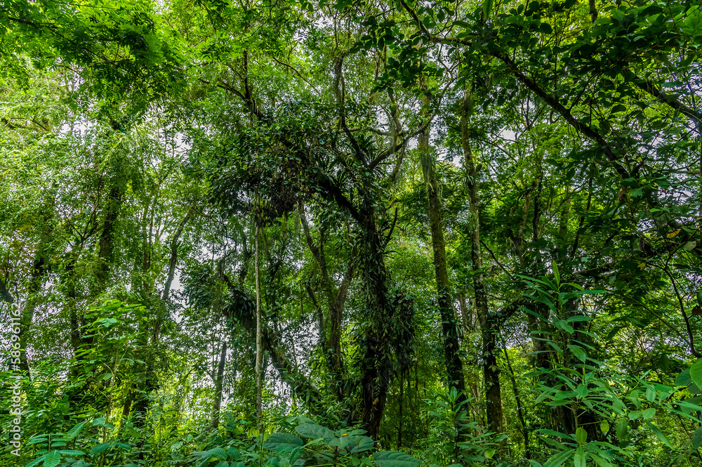 A view of the canopy in the jungle near Tortuguero in Costa Rica during the dry season A view of the canopy in the jungle near Tortuguero in Costa Rica during the dry season