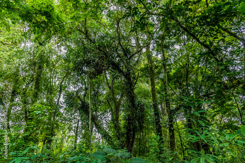 A view of the canopy in the jungle near Tortuguero in Costa Rica during the dry season