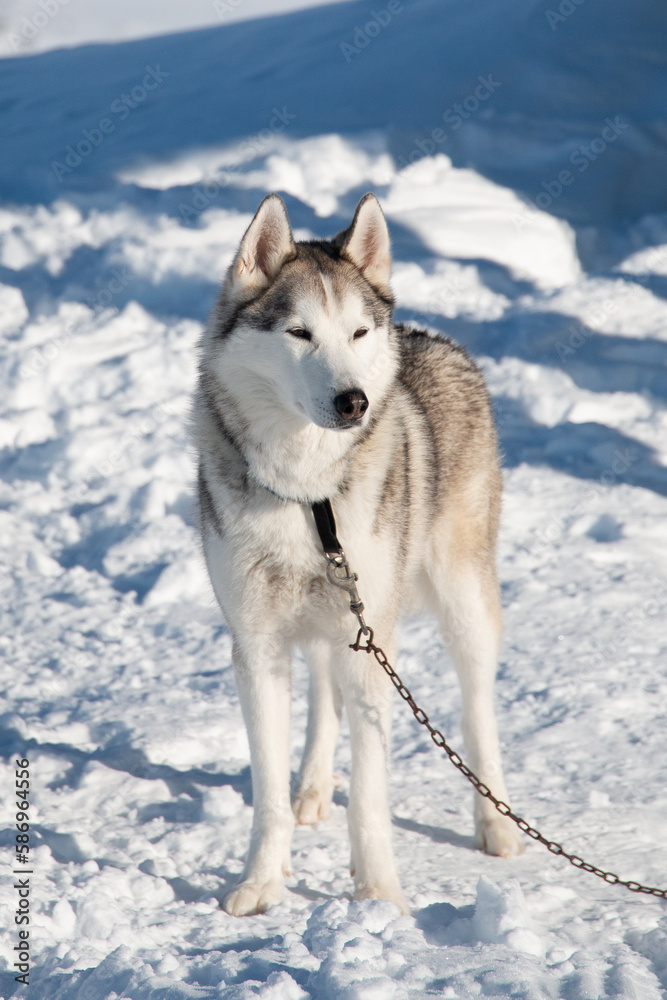 Siberian husky standing in snow