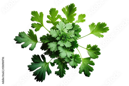  an isolated Cilantro green, garden-themed, photorealistic illustration on a transparent background cutout in PNG. Generative AI