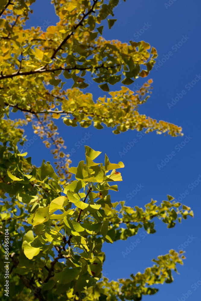 yellow leaves yellow leaves