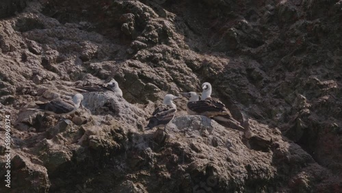 Peruvian boobies with nests
